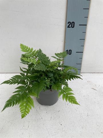 polystichum