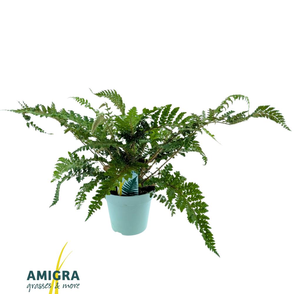 polystichum