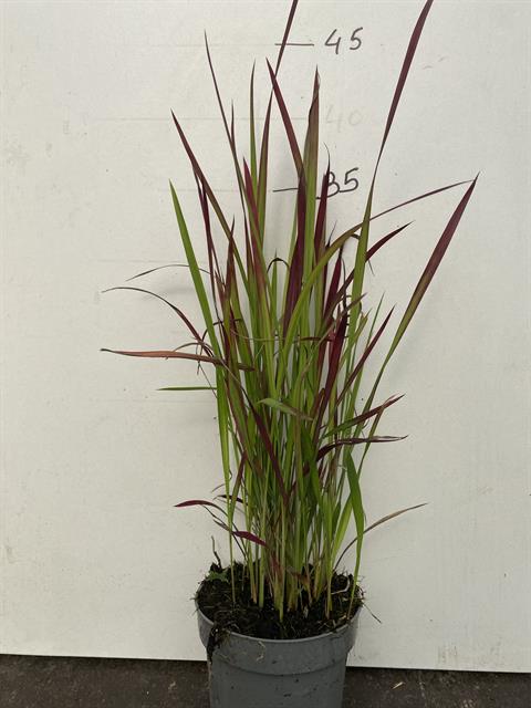 imperata