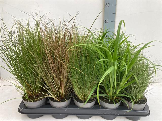 graminees ornementales