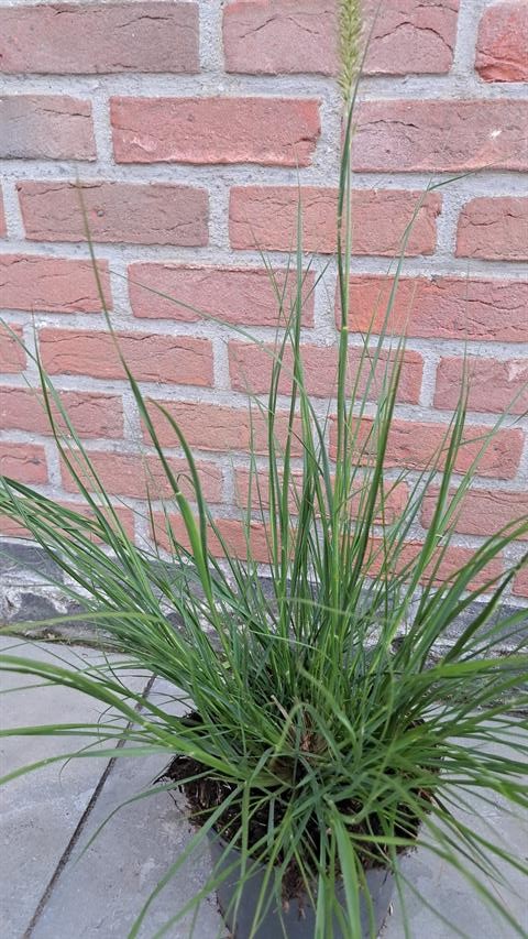 pennisetum