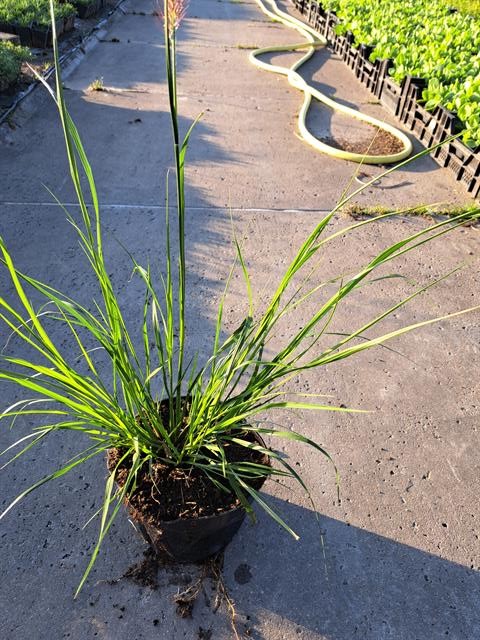 pennisetum