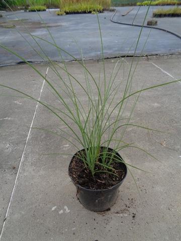 miscanthus