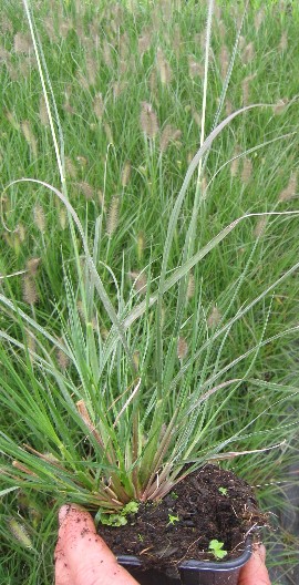 Pennisetum