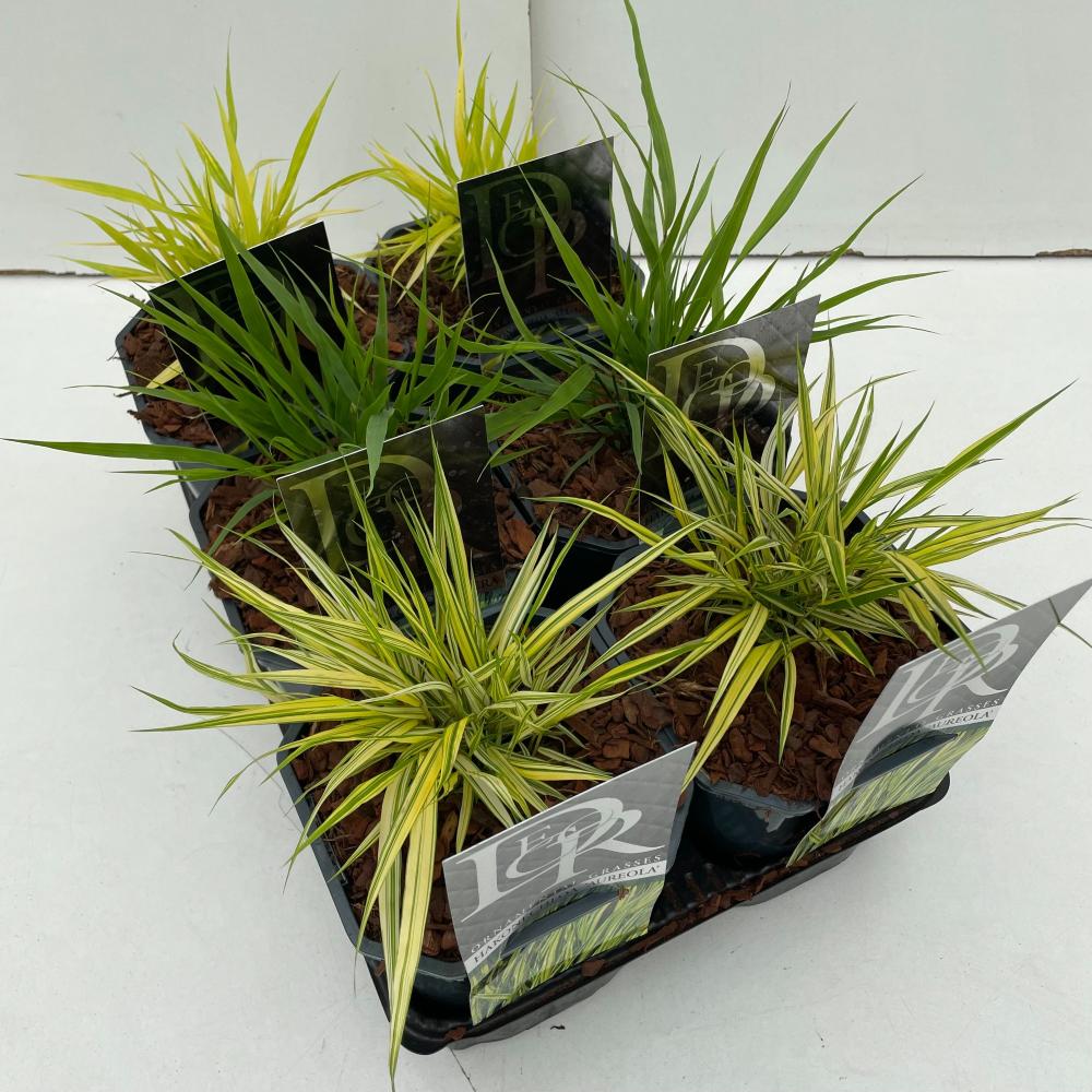 Hakonechloa
