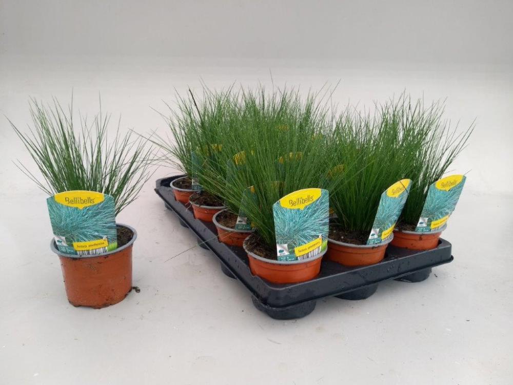 Festuca