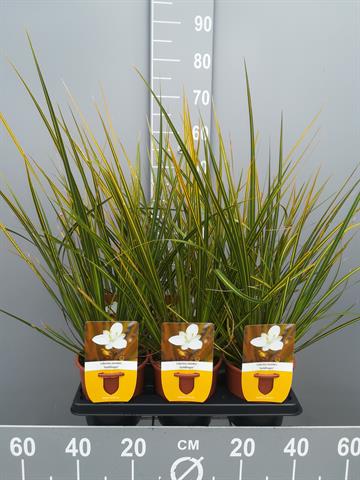 Libertia
