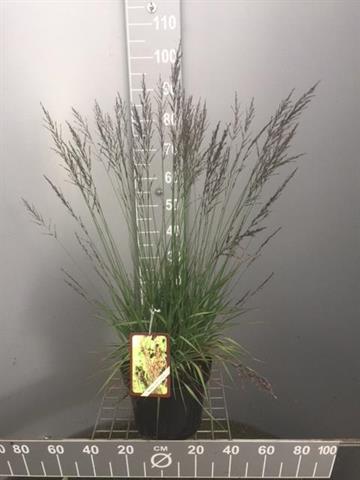 Molinia