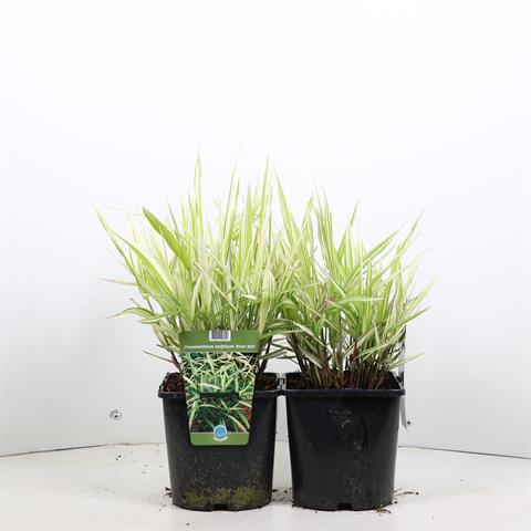 Chasmanthium