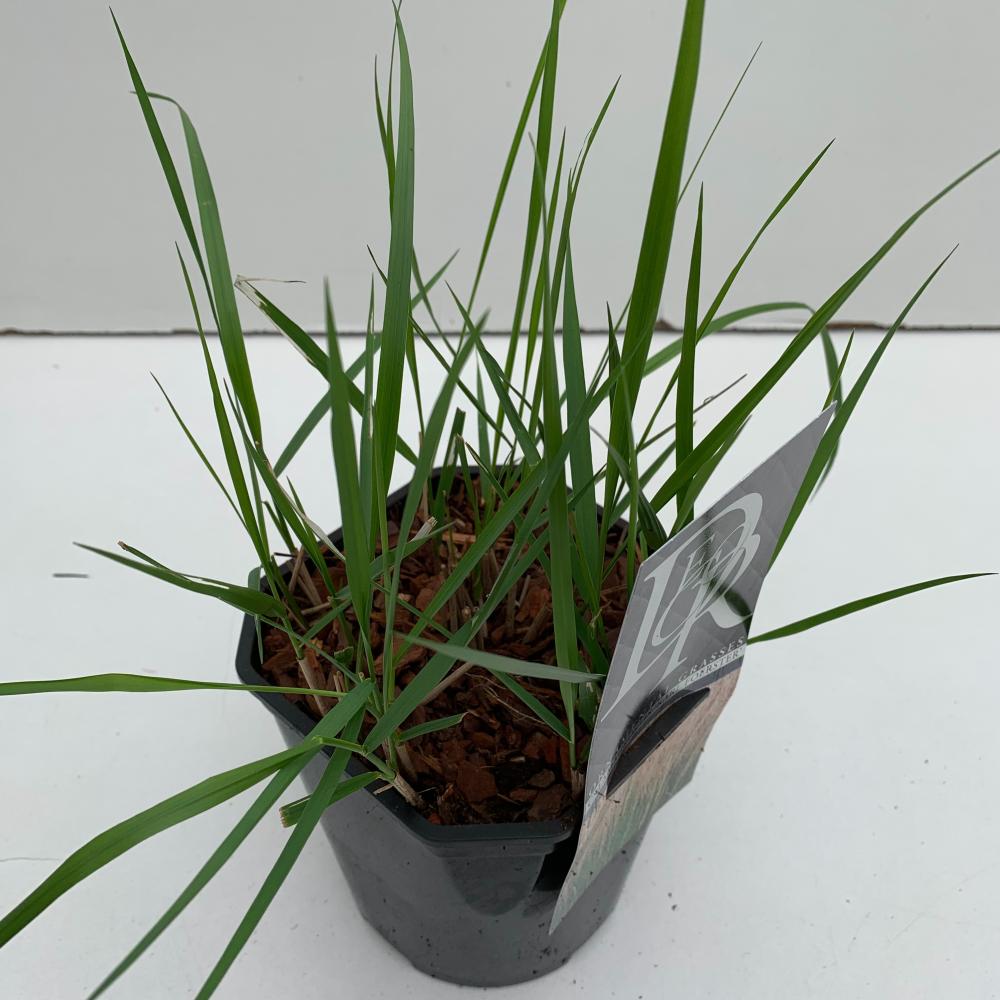 Calamagrostis