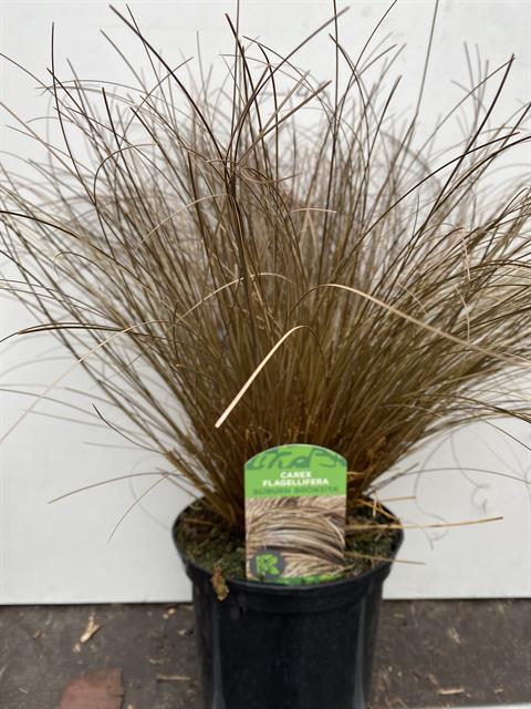 Carex