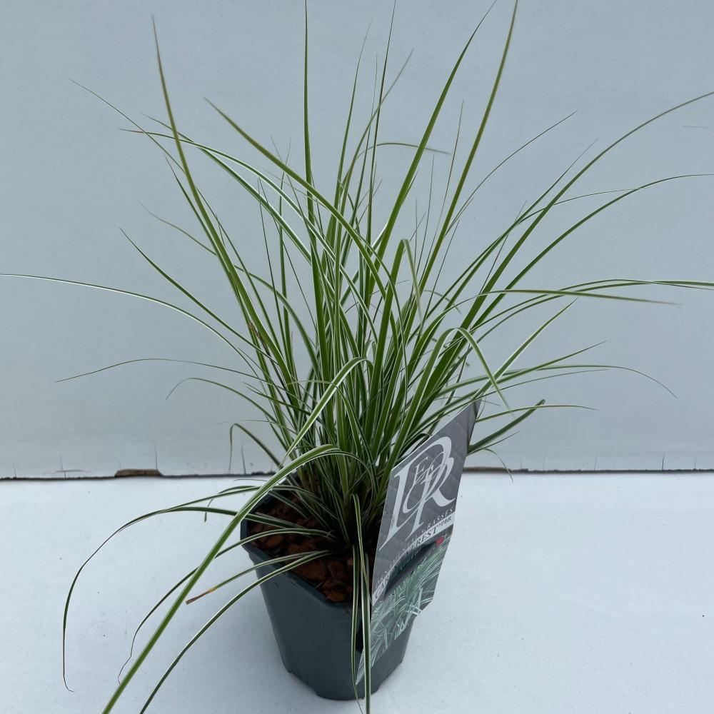 carex