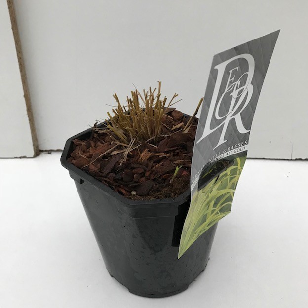 Hakonechloa
