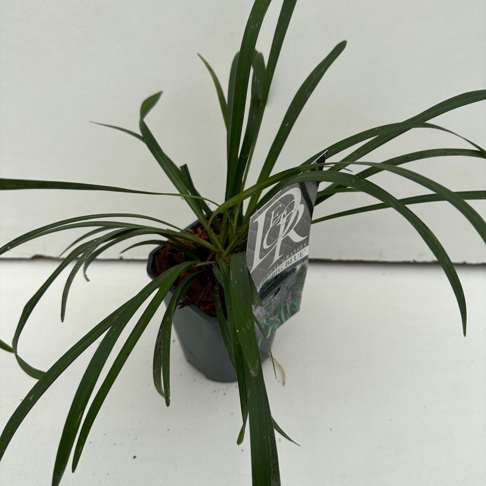 Liriope