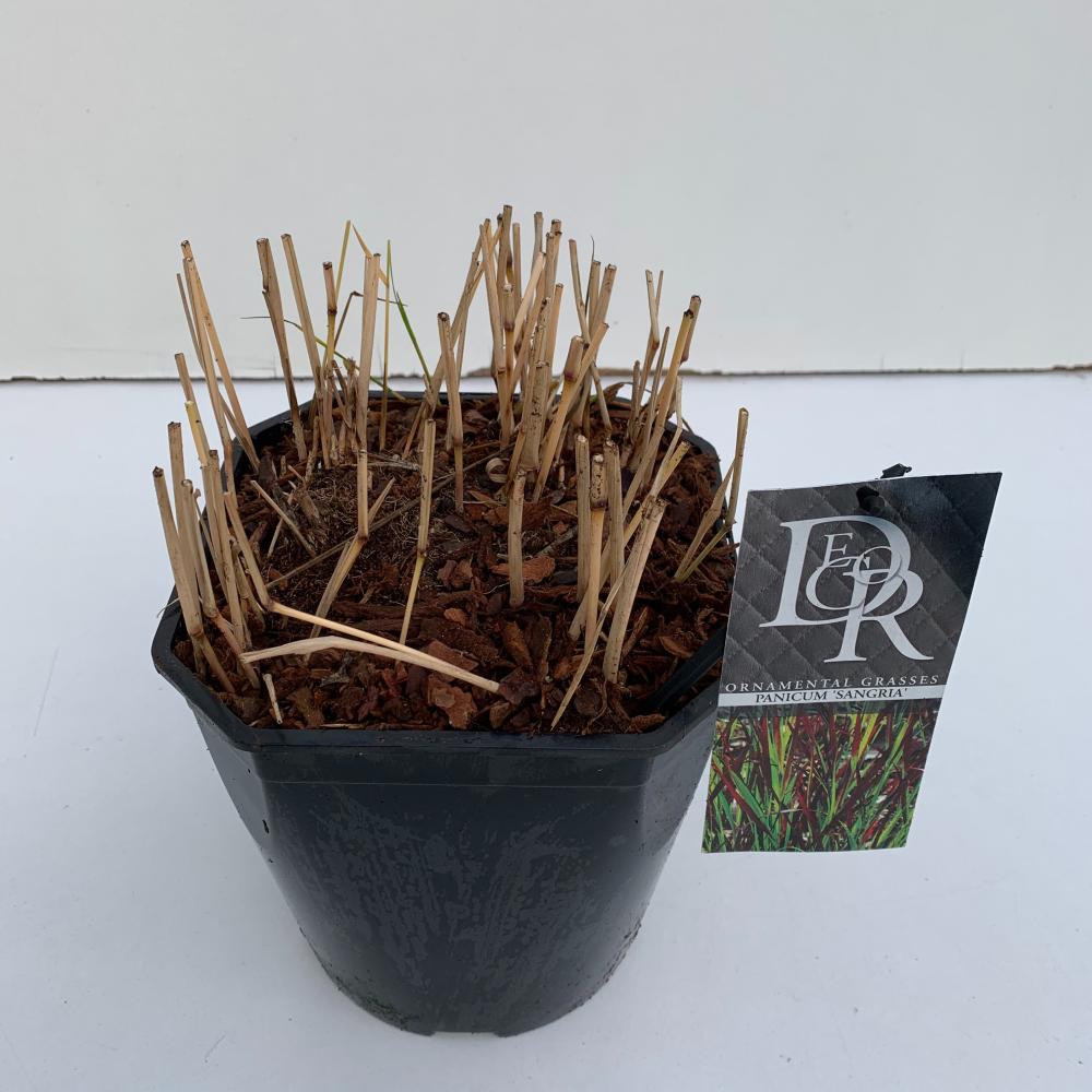 Panicum