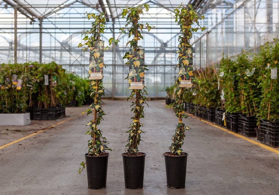 Hedera