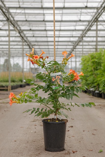 Campsis
