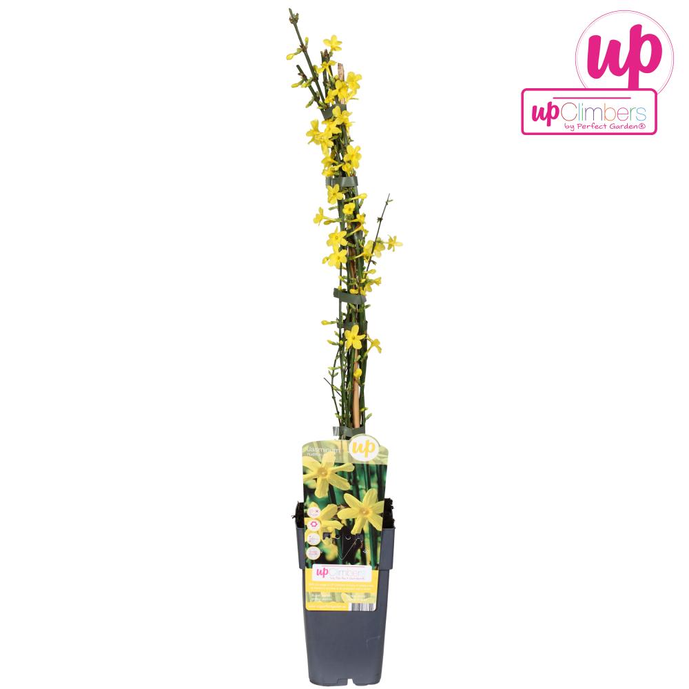 Jasminum