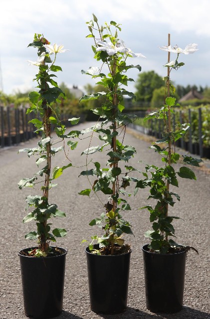 plantes grimpantes 