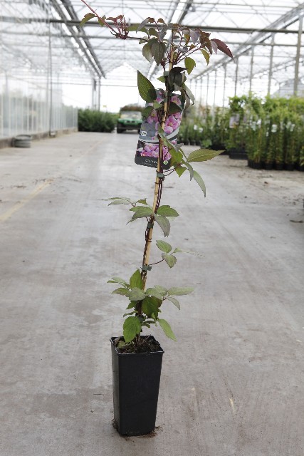 plantes grimpantes 