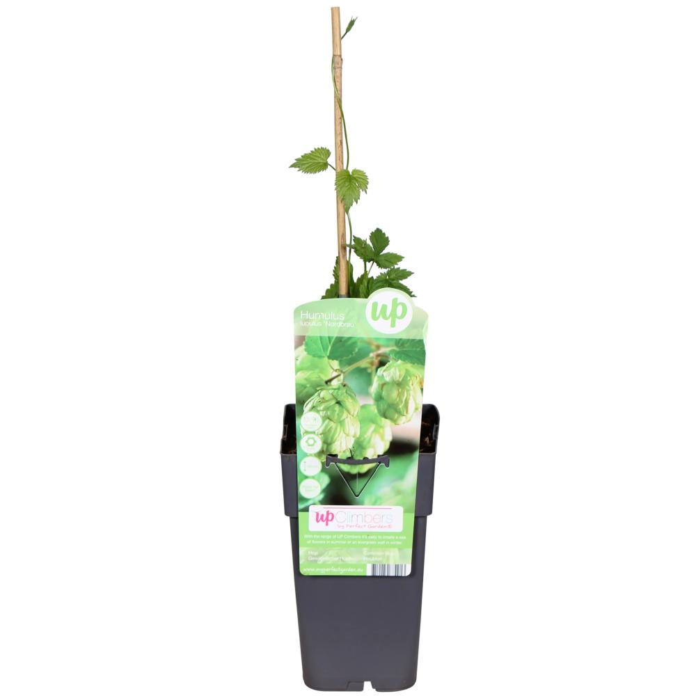 Humulus