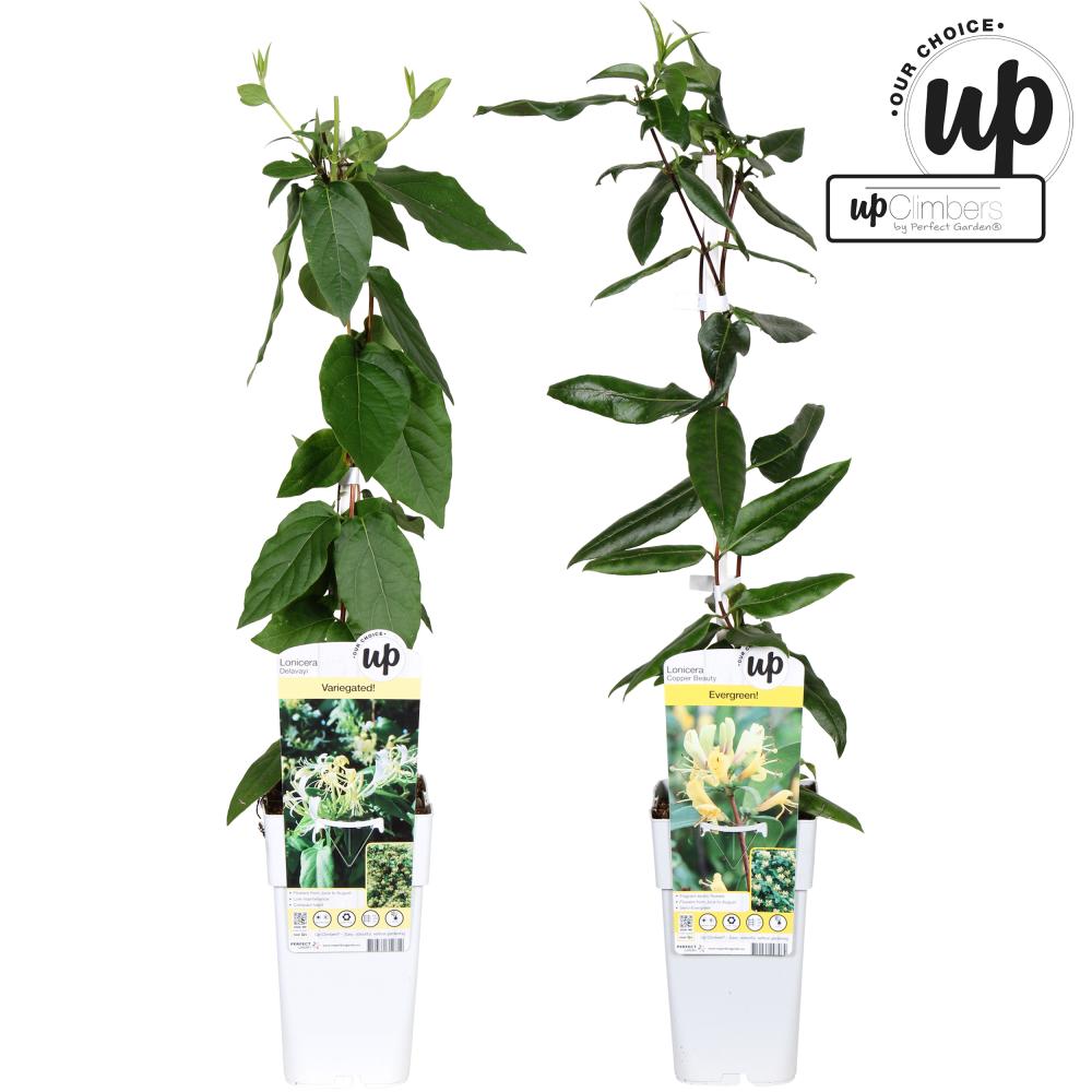 Lonicera
