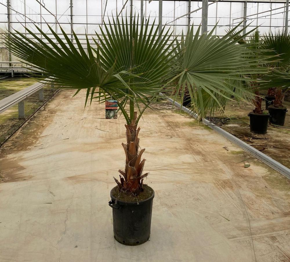 Washingtonia