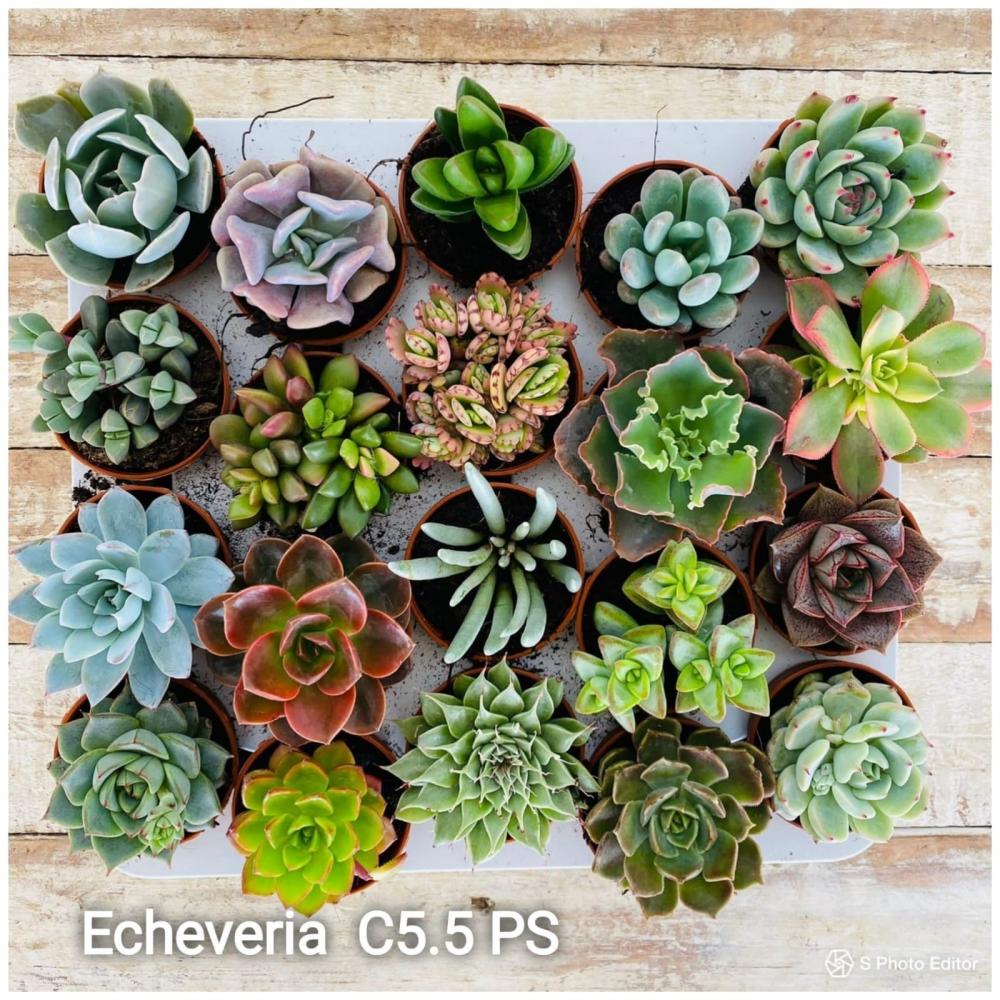 B. echeveria