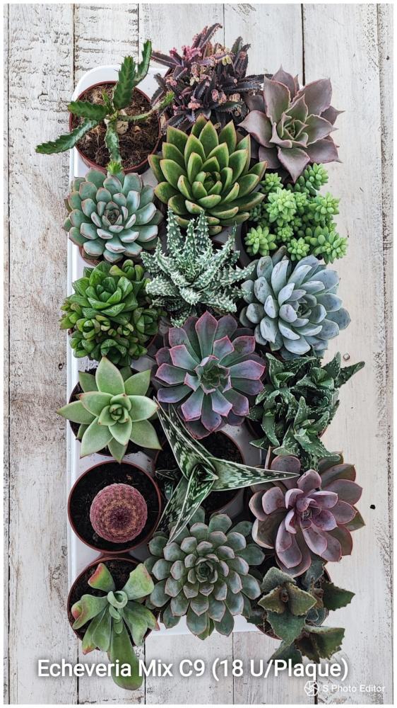 echeveria mix