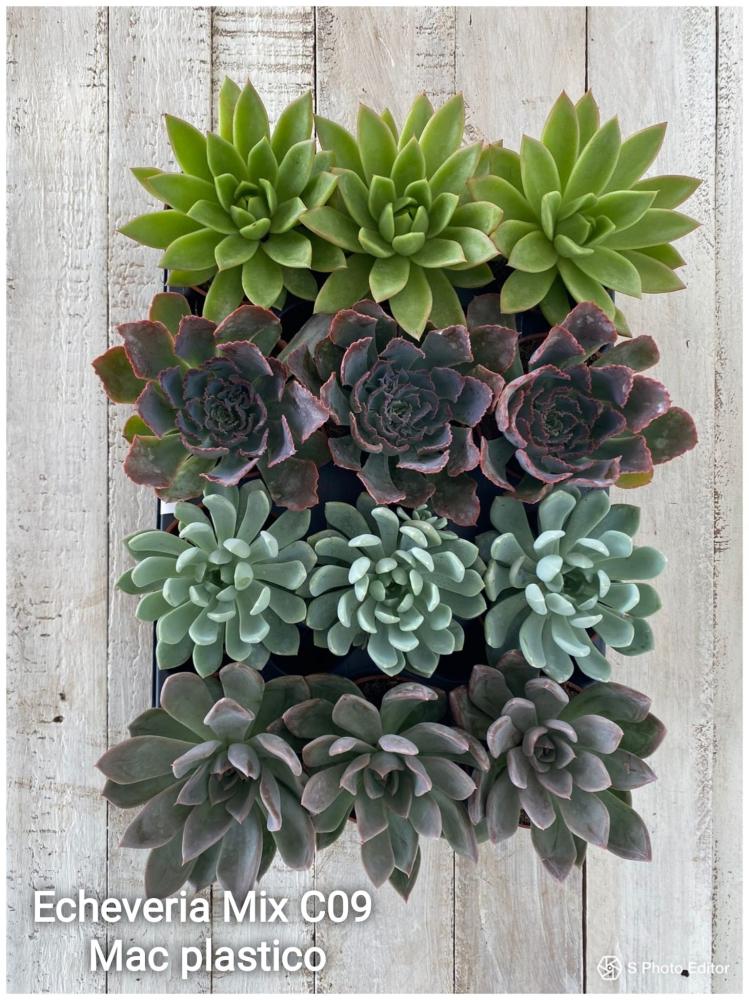 echeveria mix