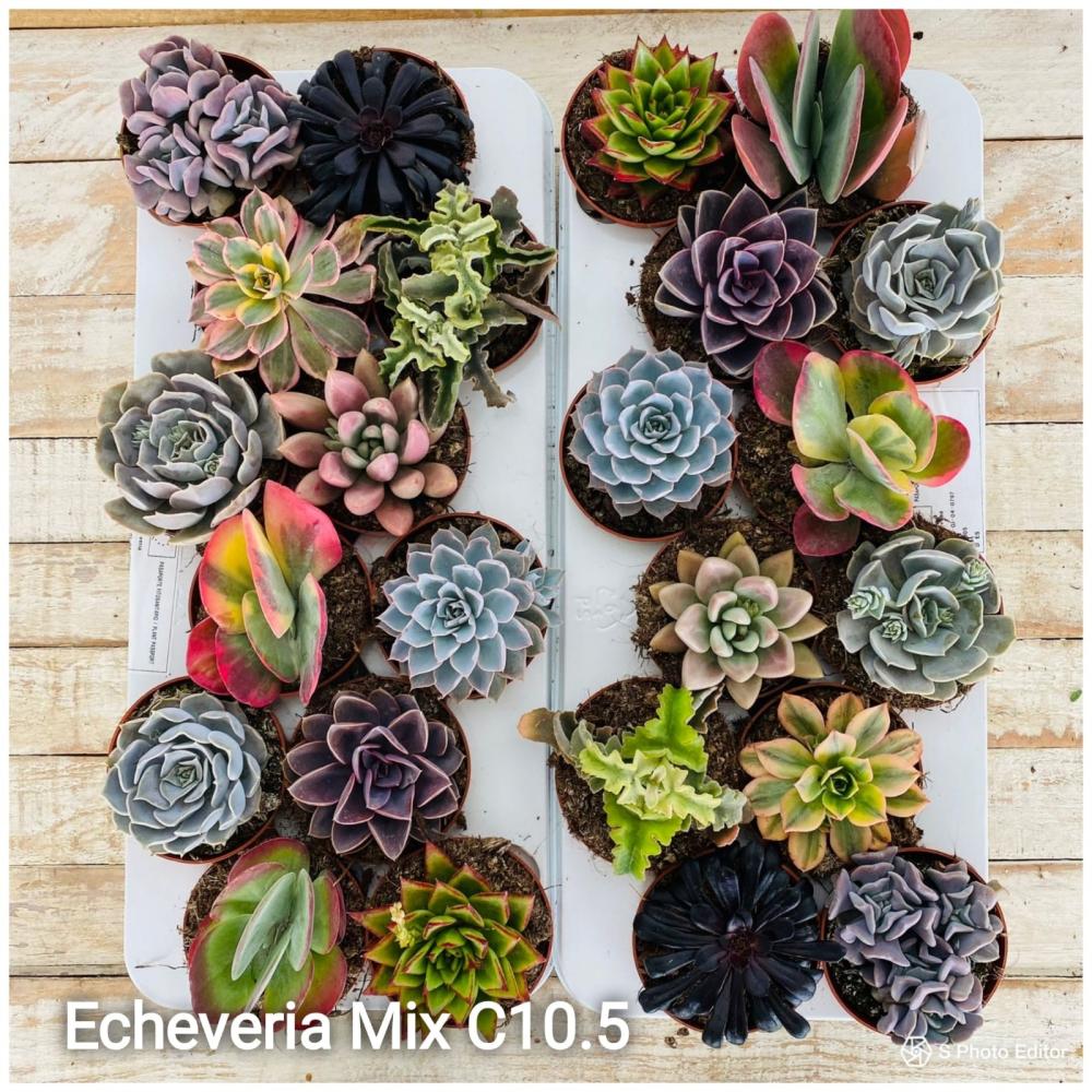 echeveria mix