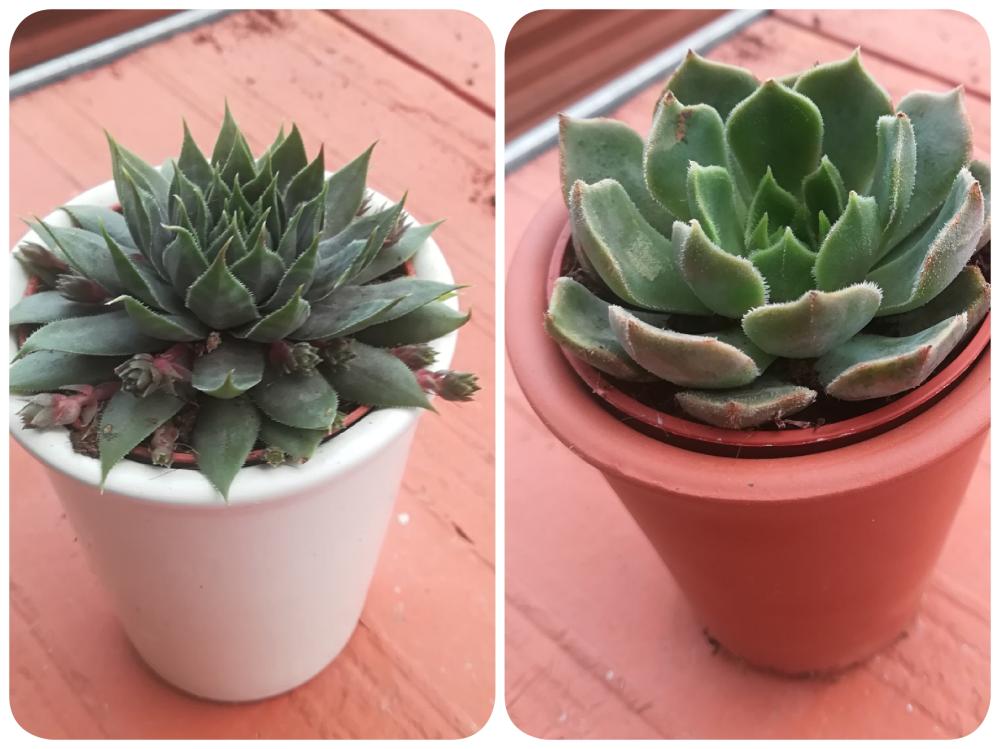 echeveria mix