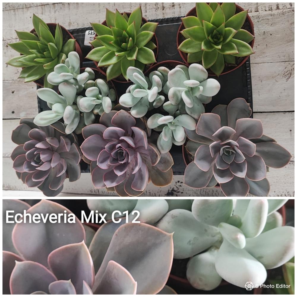 echeveria mix