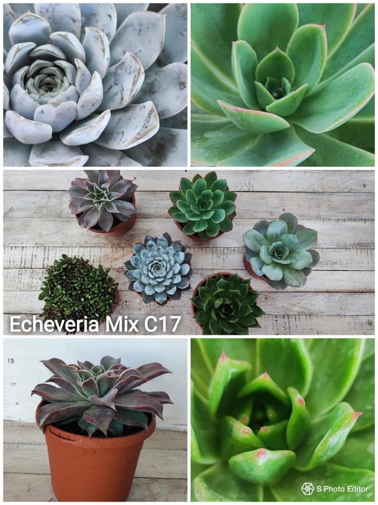 echeveria mix