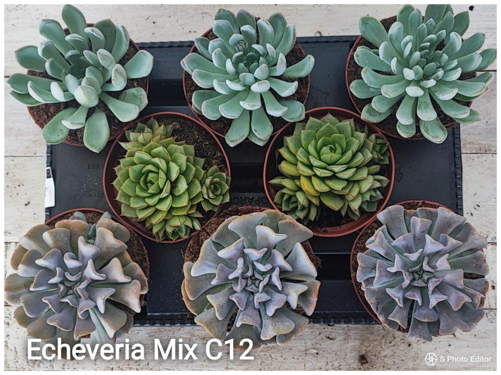 Echeveria mix