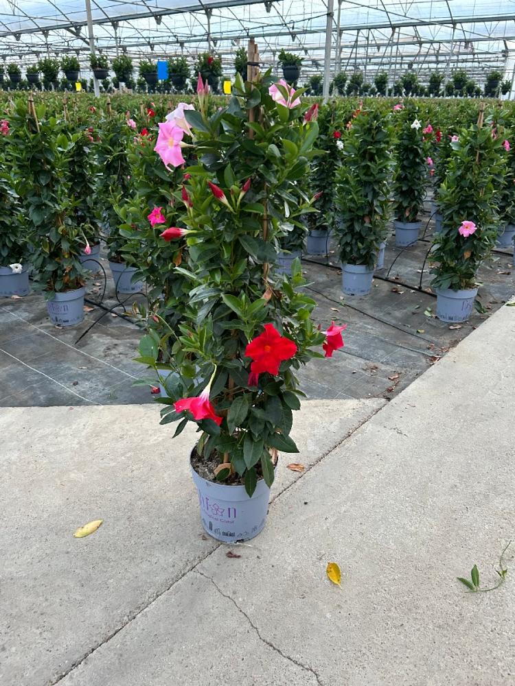 Dipladenia mandeville 'fushion' tricolor 'bloom se