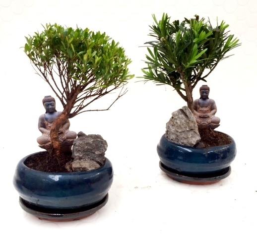 bonsai