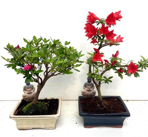 bonsai exterieur