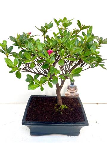 bonsai exterieur