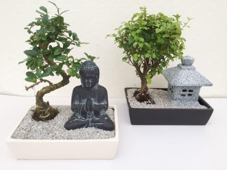 bonsai