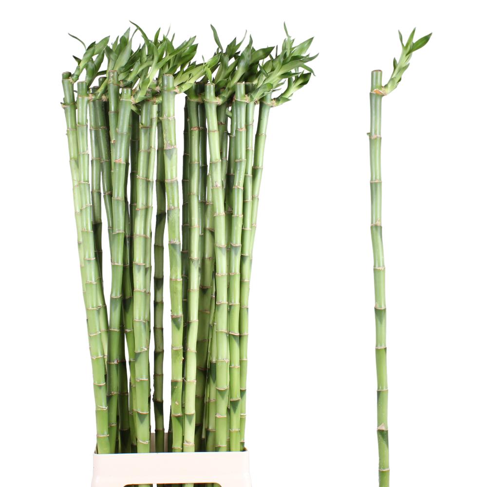 Lucky bamboo