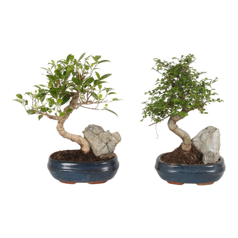 Bonsai