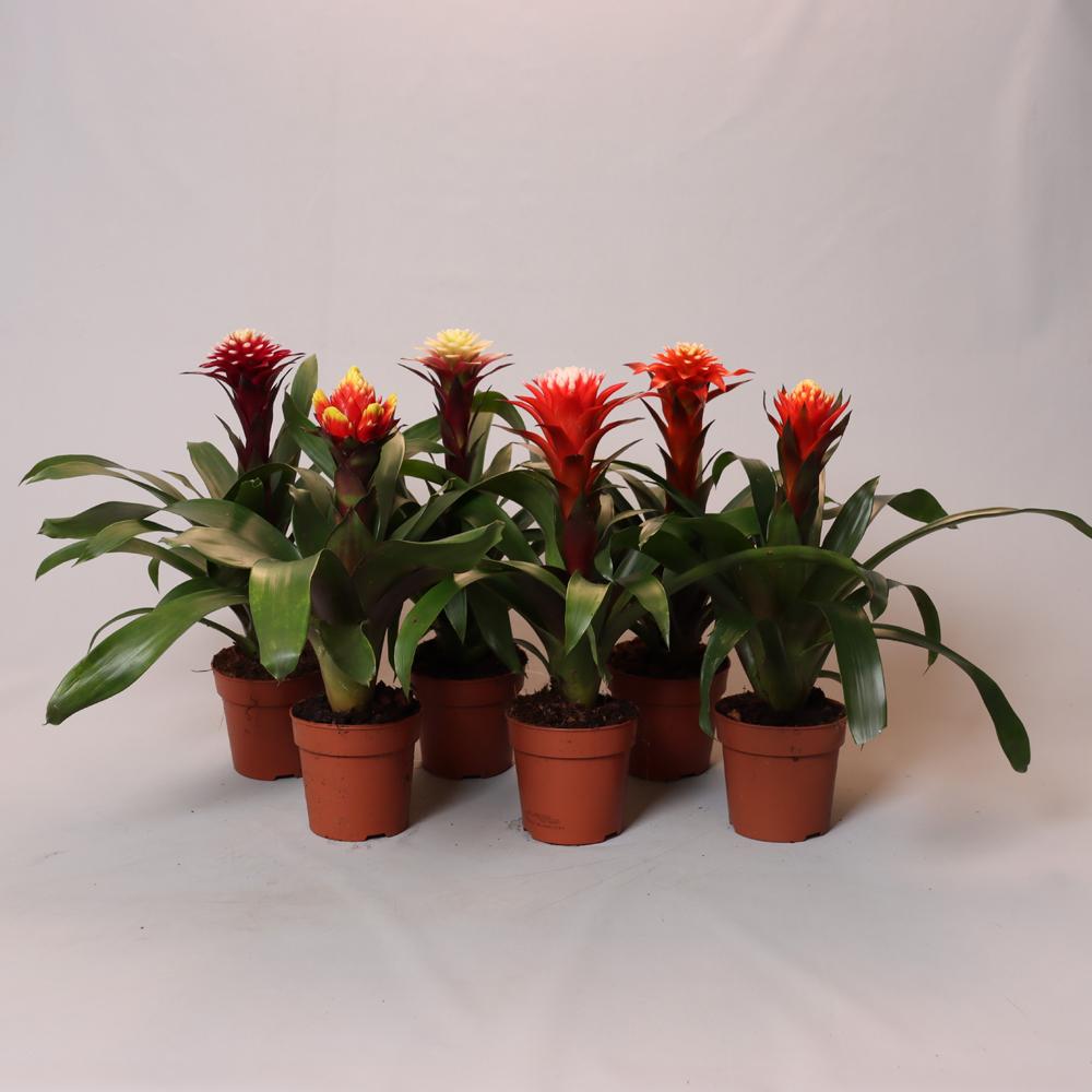 guzmania