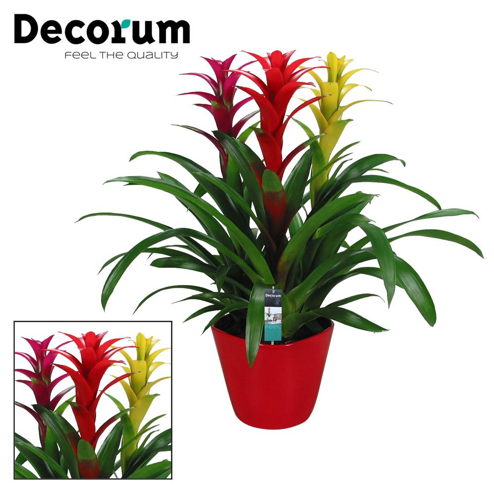 Bromeliacea mix