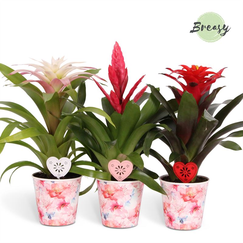 Bromelia