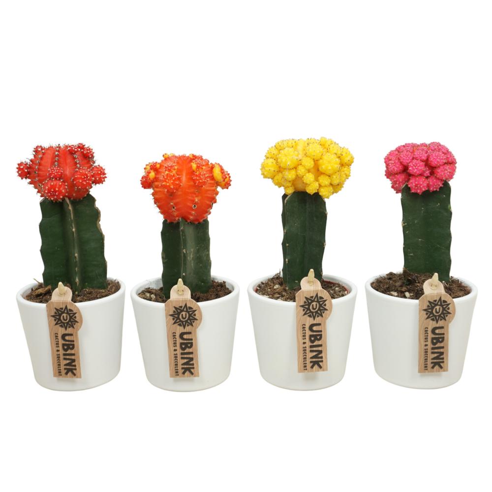 gymnocalycium (cactus greffé)