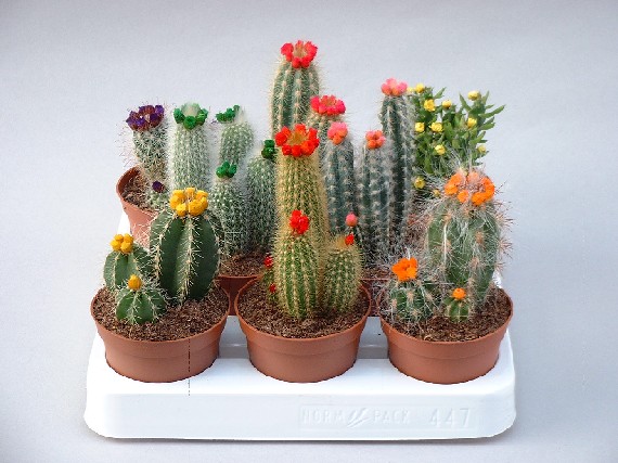 cactus fleurs immortelles