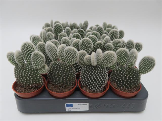 opuntia