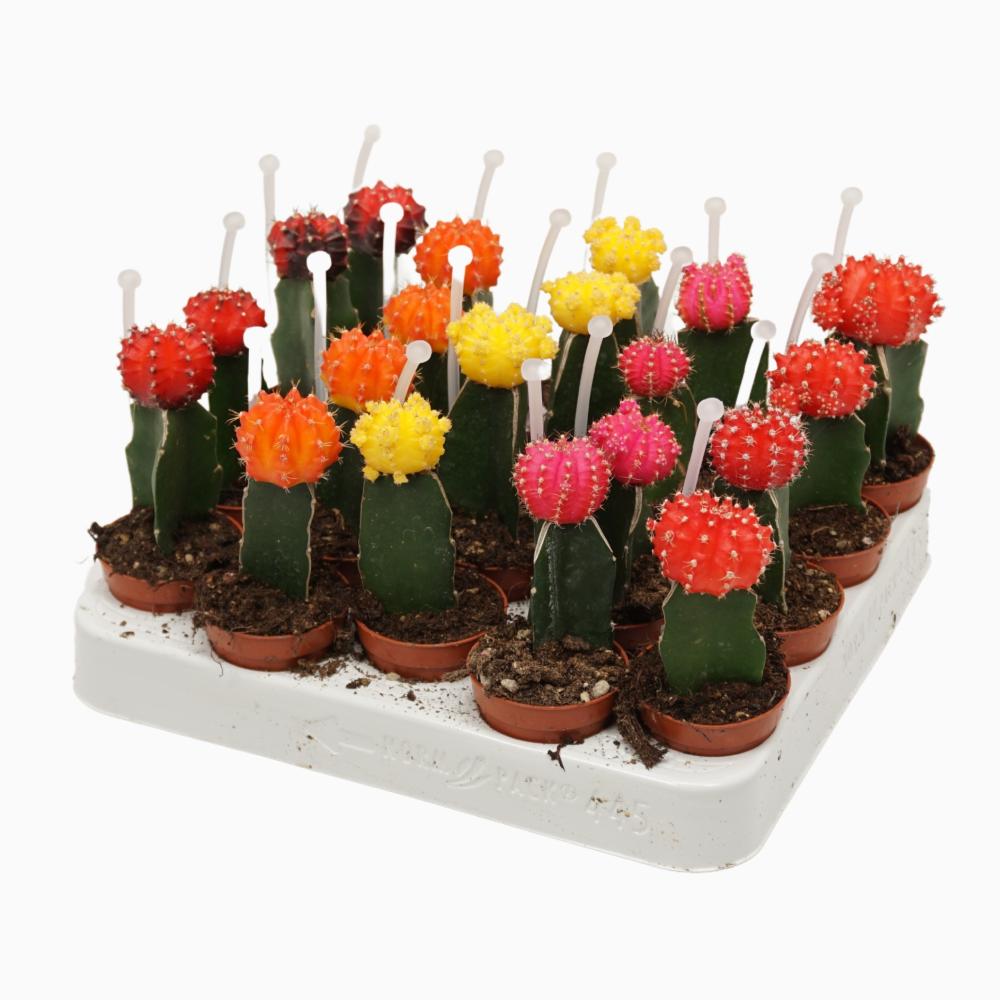 gymnocalycium (cactus greffé)