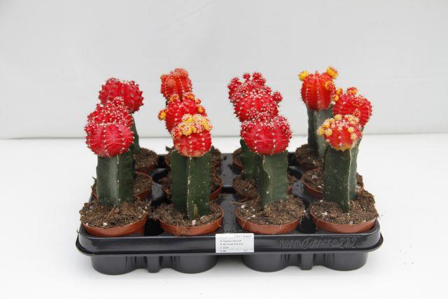 cactus greffe